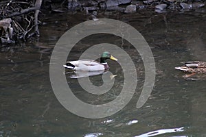 Drake mallard duck on the river cynon