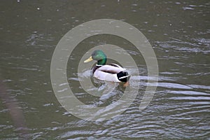Drake  mallard duck on the river cynon
