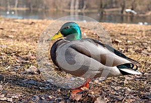 Drake mallard Duck standing on the grass next to a pond.