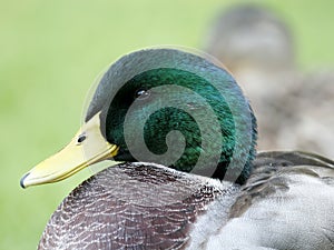 Drake Mallard Duck Waterfowl