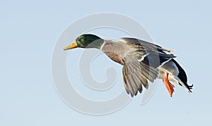 Drake Mallard In FLight