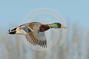 Drake Mallard
