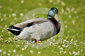 Drake mallard on grass