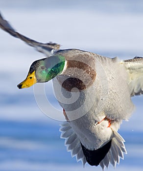 Drake Mallard Incoming