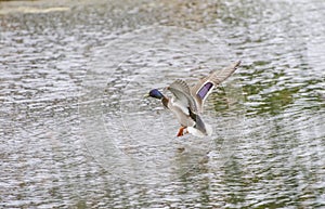 Drake Mallard Landing flight