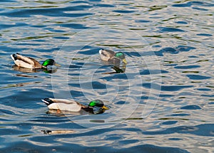 Drake Mallard male ducks in blue water
