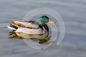 Drake Mallard quacks while swimming on the water.