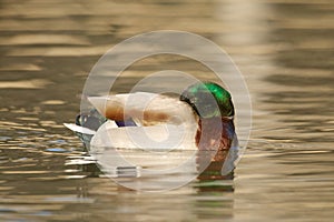 Drake Mallard Resting
