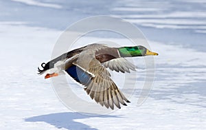 Drake Mallard with Shadow
