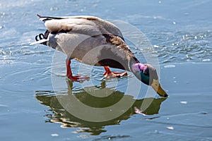 Drake Mallard walks on fresh thin ice