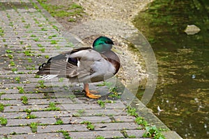 Drake Mallard, wild duck Anas platyrhynchos  on the shore of a pond. Close up