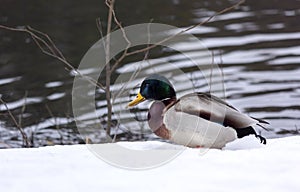 Drake, mallard, wild duck, Anas platyrhynchos, on the snow and on the shore of the pond