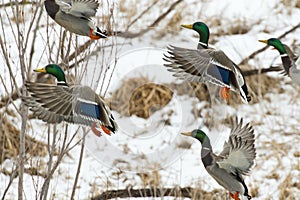 Drake Mallards photo