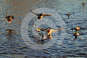 Drake Mallards landing on an icy pond