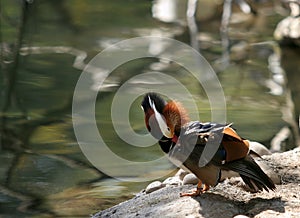 Drake Mandarin Duck