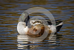 Drake Northern Shoveler