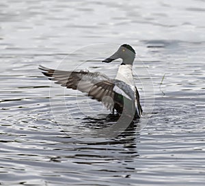 The drake of Northern Shoveler (Anas clypeata)