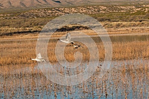 Drake Pintails in Flight