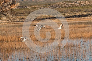 Drake Pintails Flying