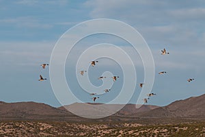 Drake Pintails Flying