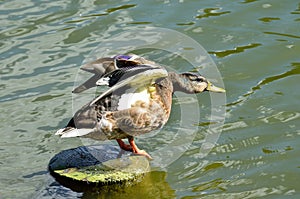 Drake in the pond in sunny wether in Moscow