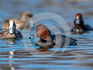 Drake Redhead Duck