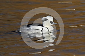 Smew