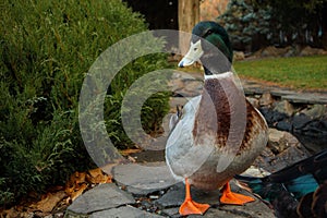 The drake stands near the green bushes close-up. Male duck posing on natural background