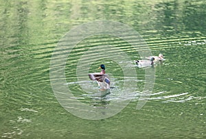 Drake on the surface of a high mountain lake Idro Lago d`Idro Brescia, Lombardy, Italy photo