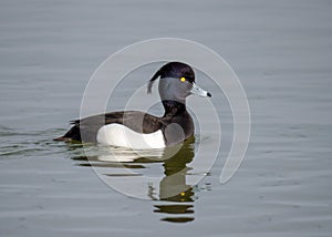 Drake Tufted Duck - Aythya fuligula swimming on a pool.