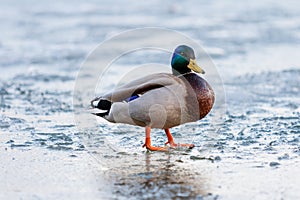 Drake walks through the melting ice of the pond in the park in the spring at sunset in April