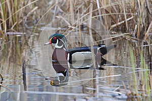 Drake Wood Duck