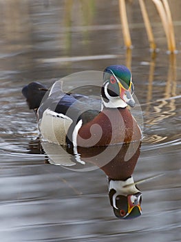 Drake Wood Duck