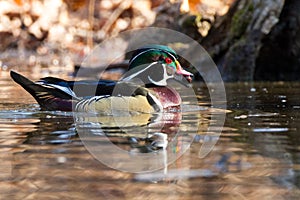 Drake Wood Duck with Acorn