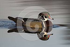Drake Wood Duck
