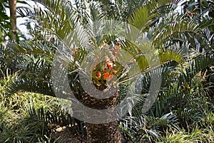 Drakensberg Cycad with Fruit