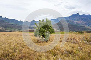 Drakensberg mountains in the South Africa. It is good place for wolking.