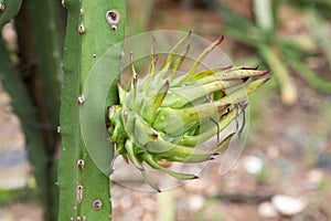 Drakon fruit on plant