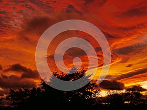 Drama above a tree