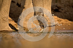 A dramatic action close up of an elephant spraying water out of its trunk