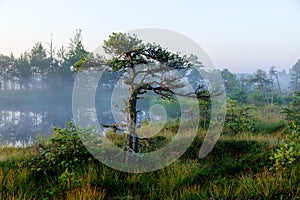 Dramatic artistic sunrise landscape with flooded wetlands, small marsh ponds, moss and bog pines