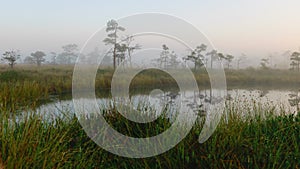 Dramatic artistic sunrise landscape with flooded wetlands, small marsh ponds, moss and bog pines