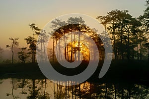 Dramatic artistic sunrise landscape with flooded wetlands, small marsh ponds, moss and bog pines