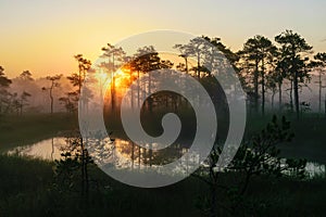 Dramatic artistic sunrise landscape with flooded wetlands, small marsh ponds, moss and bog pines