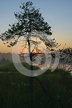 Dramatic artistic sunrise landscape with flooded wetlands, small marsh ponds, moss and bog pines