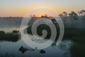 Dramatic artistic sunrise landscape with flooded wetlands, small marsh ponds, moss and bog pines