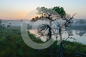 Dramatic artistic sunrise landscape with flooded wetlands, small marsh ponds, moss and bog pines