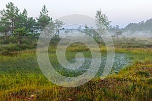 Dramatic artistic sunrise landscape with flooded wetlands, small marsh ponds, moss and bog pines