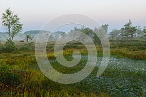 Dramatic artistic sunrise landscape with flooded wetlands, small marsh ponds, moss and bog pines