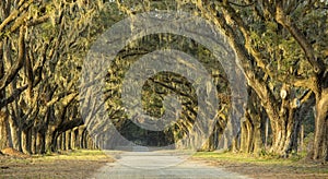 Dramatic avenue of oaks